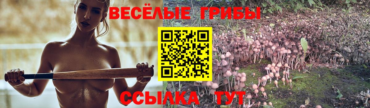 Галлюциногенные грибы Psilocybe Клинцы